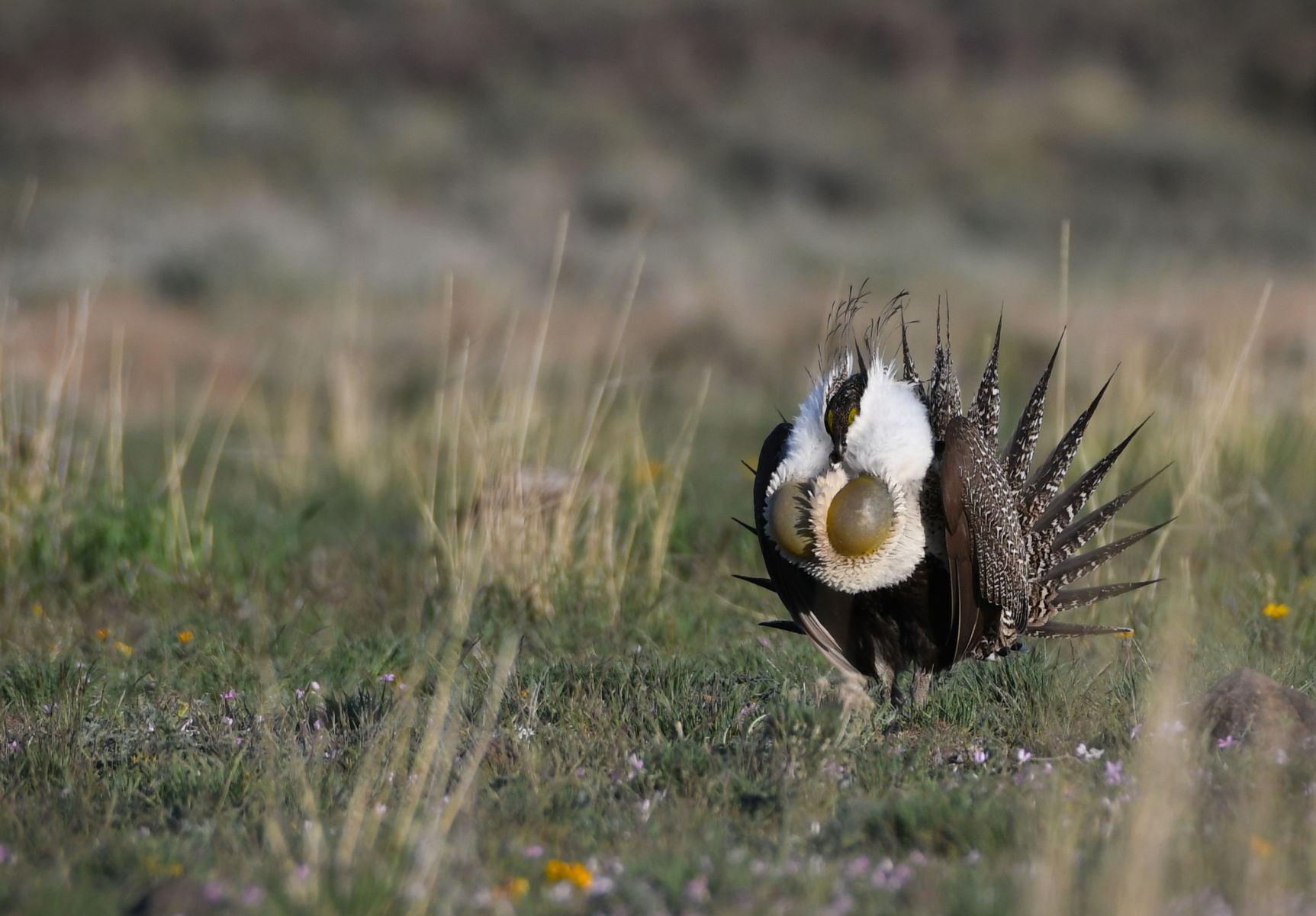 Sagebrush losses